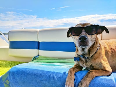 🧊Summer Special🐶🐱Summer pet cooling mat with non-toxic self-cooling gel