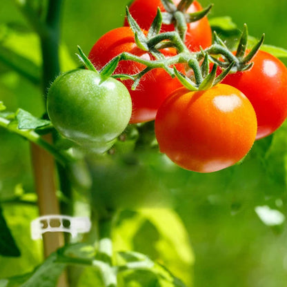 🔥HOT SALE🔥Clips for climbing plants – Plastic tomato ties and plant fasteners 🌱🍅