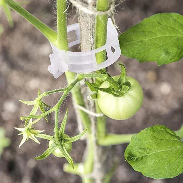 🔥HOT SALE🔥Clips for climbing plants – Plastic tomato ties and plant fasteners 🌱🍅