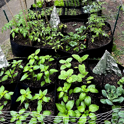 ⏳Limited-time 49% off⏰Divided Fabric Grow Bags for Plants🌱