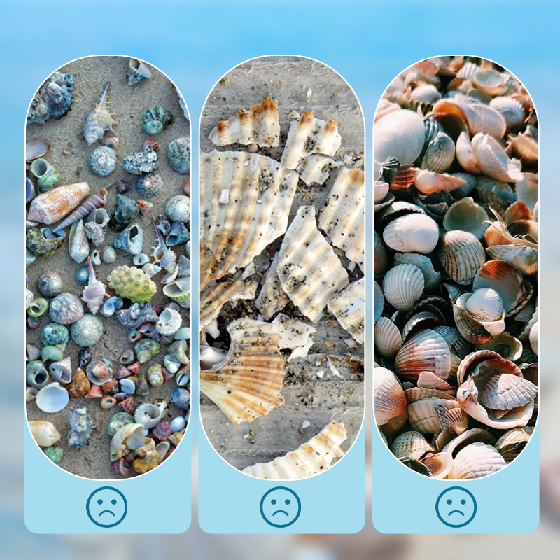🐚 49% OFF NOW! ✨ Seashell Display Case with Acrylic Panel – Transparent & dustproof – Perfect for collections, crafts or souvenirs – elegant tabletop or shelf display 🏖️🌟